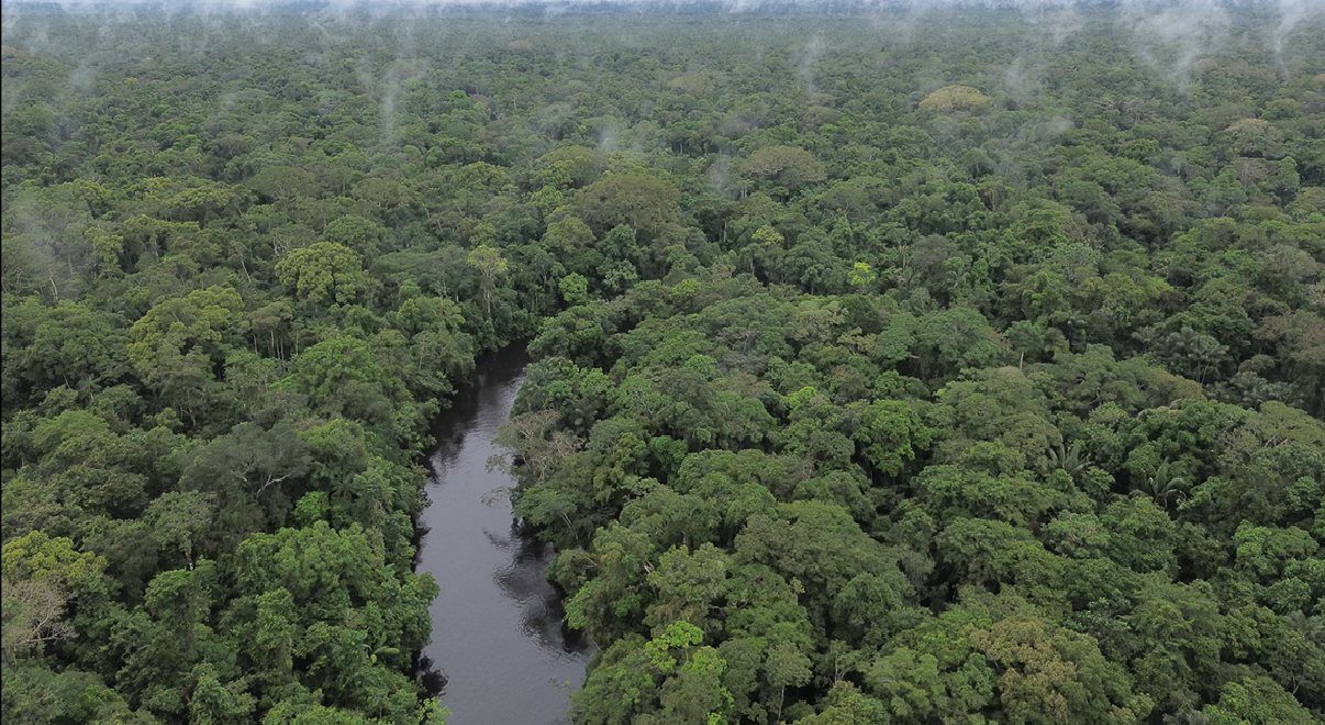 Amazonas Regenwald