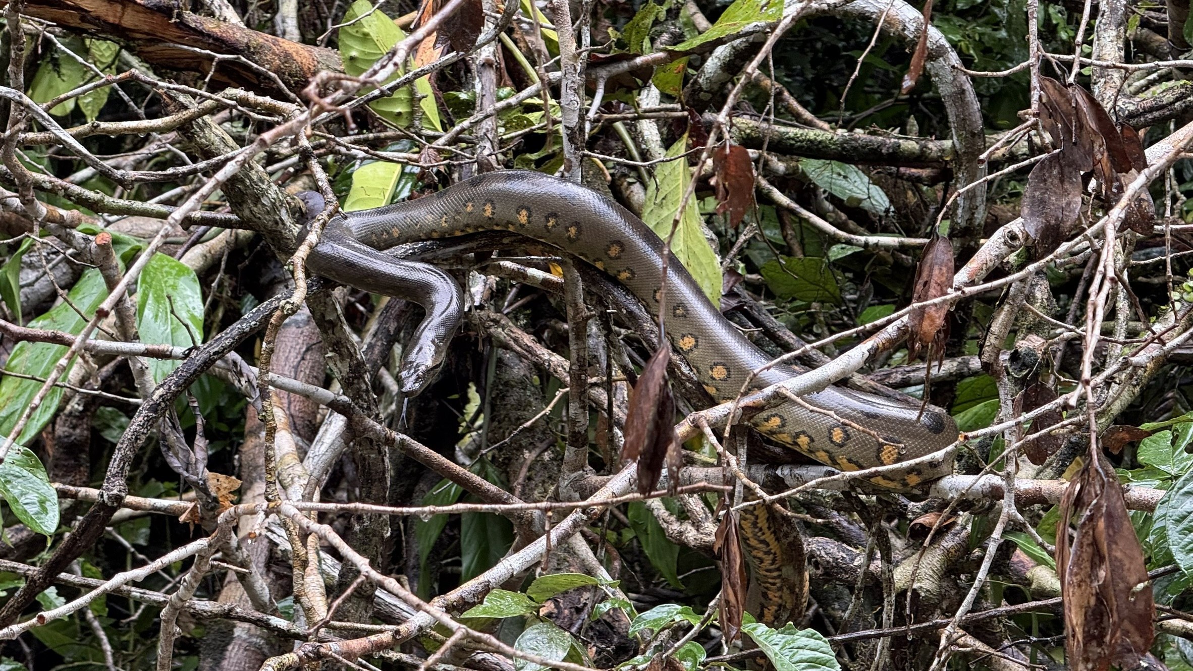 Schlange im Amazonas-Regenwald
