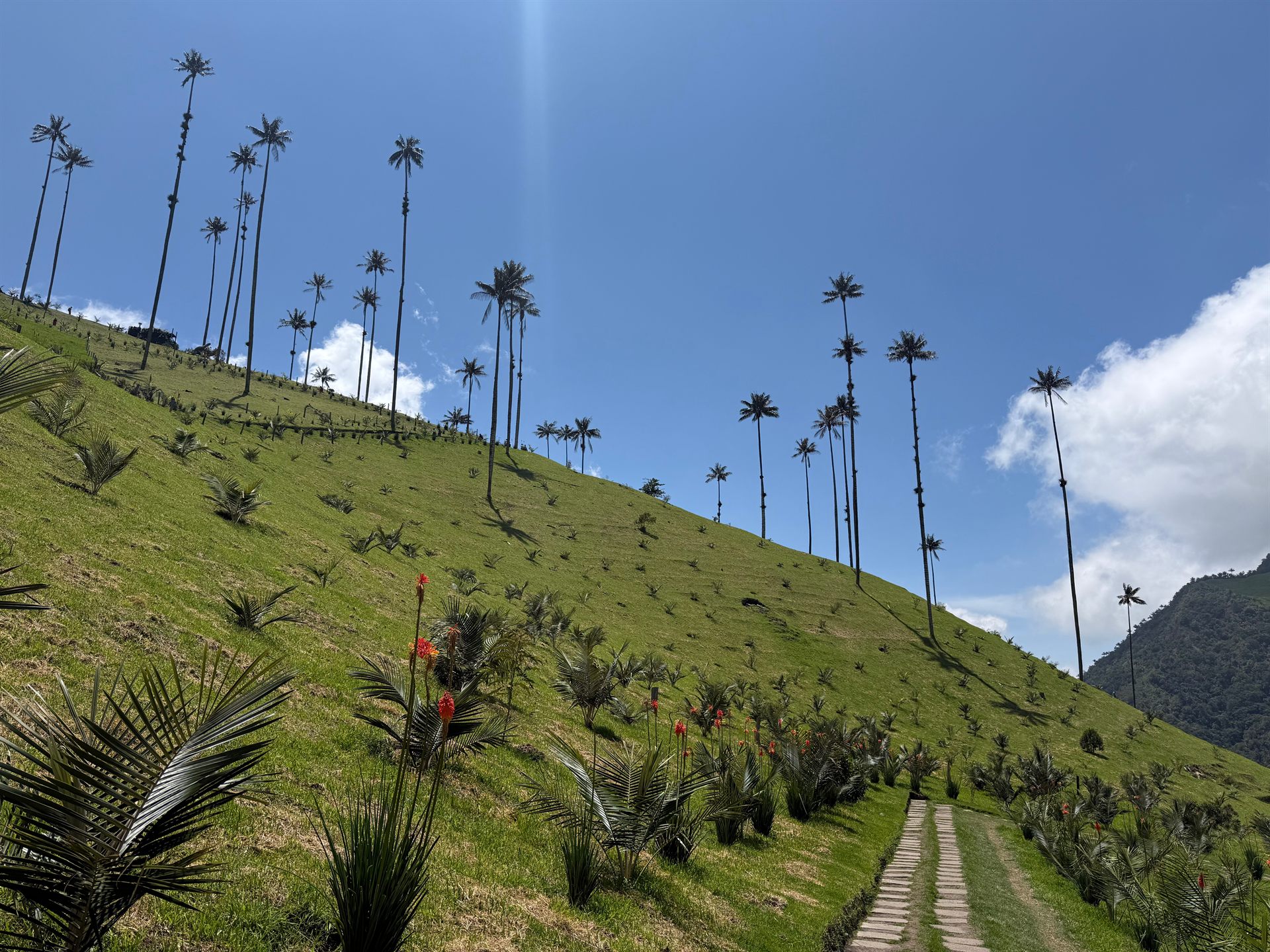 Cocora-Tal, Salento